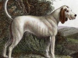 Talbot hound